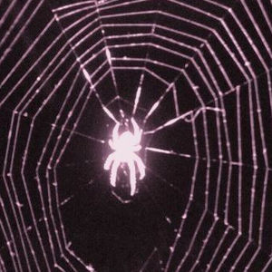 AllMyLinks profile picture for @spider