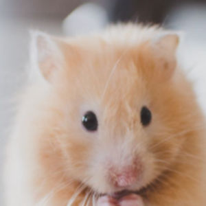 AllMyLinks profile picture for @hamster